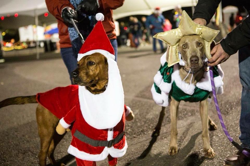 Lights And Leashes Dog Walk At Winter Wonderland