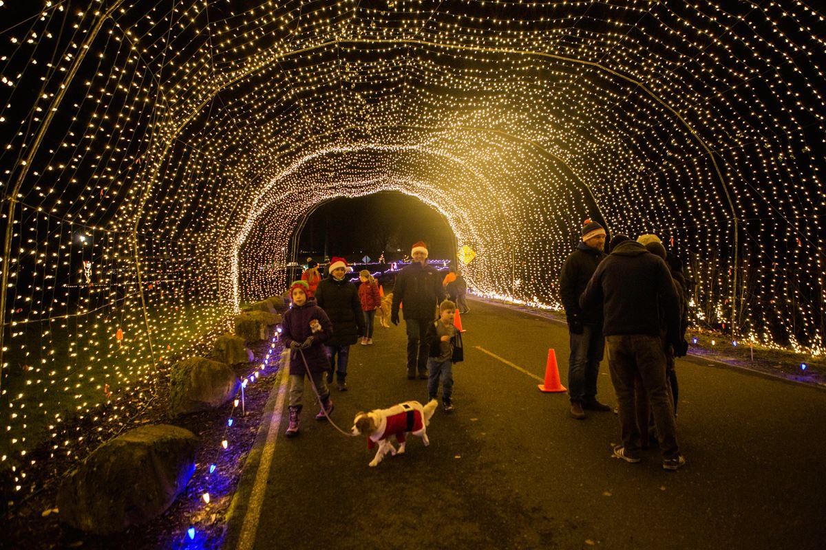 Lights and leashes 2025