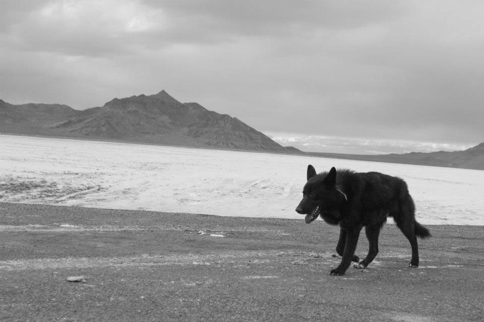 salt flats endurance run salt flats endurance run