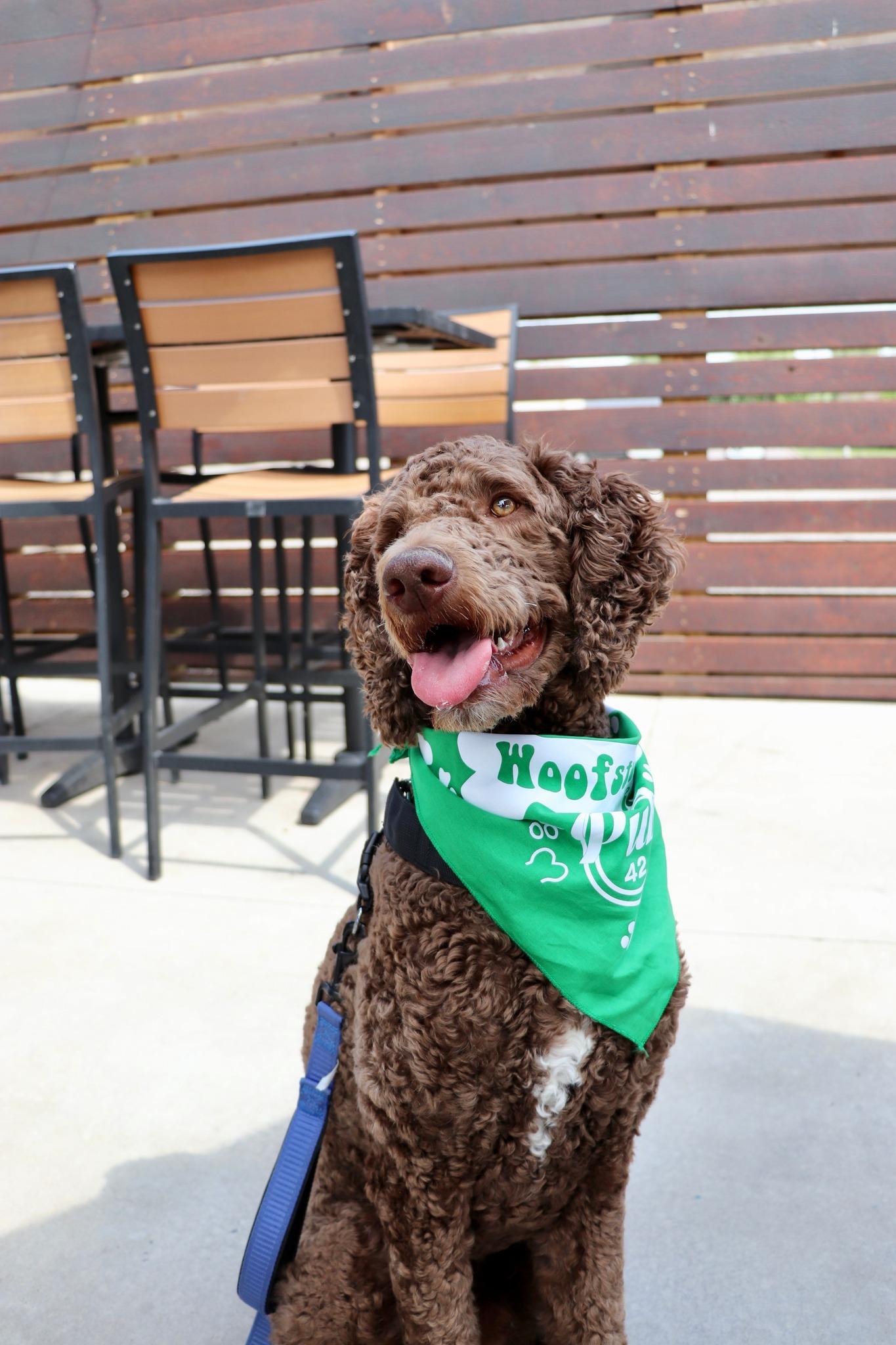 Pet Friendly Woofstock at Pub 42