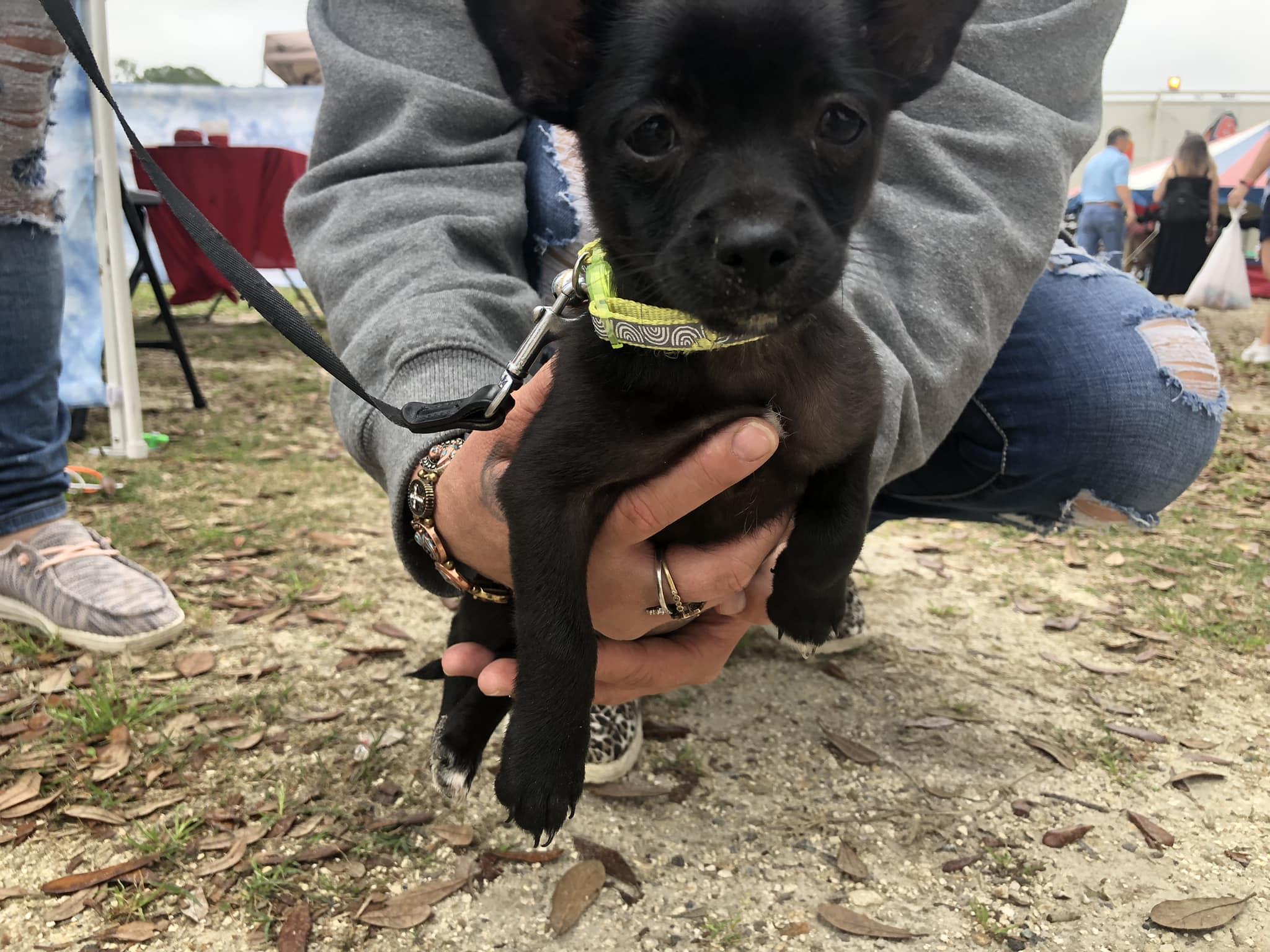 are dogs allowed at the blueberry festival