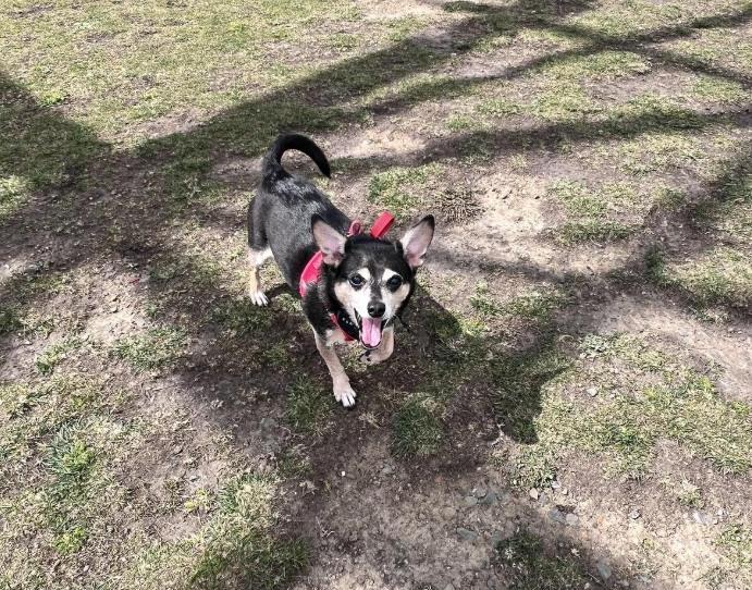 Pet Friendly Brooklyn Basin Small Dog Meetup - National Pet Parents Day Edition!