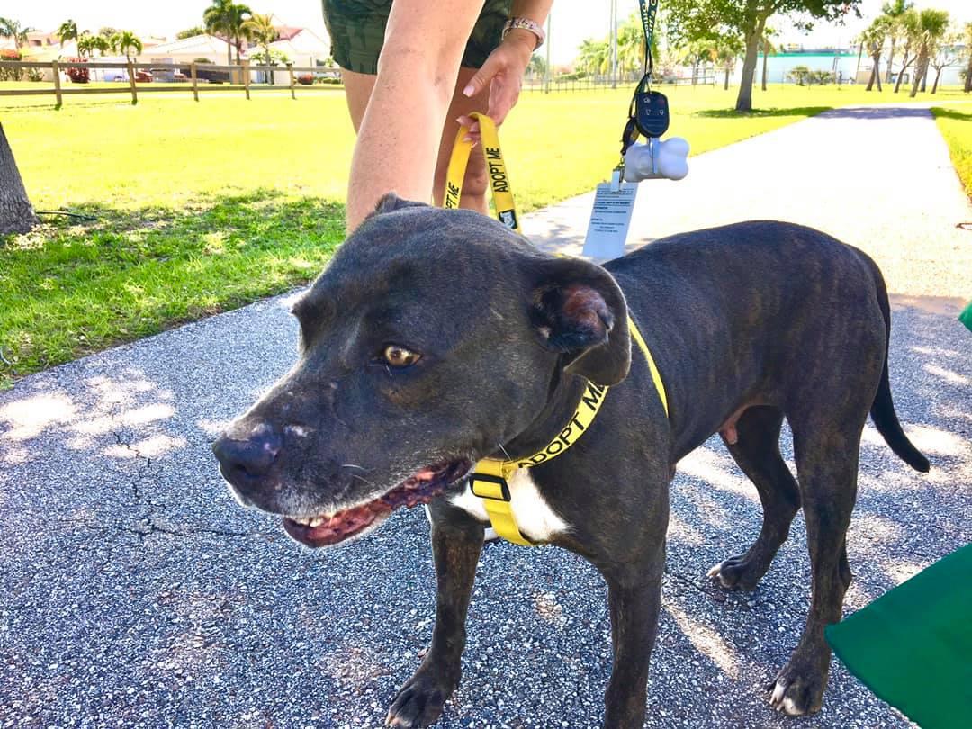 Dog Events In Florida Bringfido