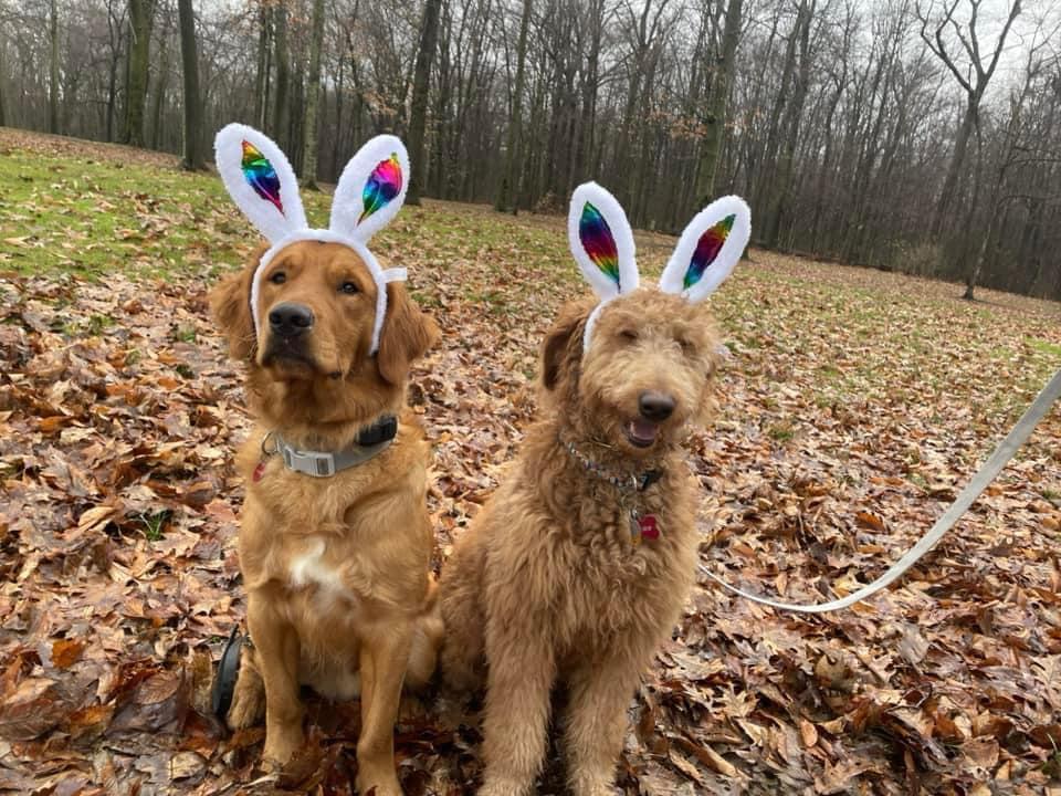 Pet Friendly Doggy Easter Egg Hunt
