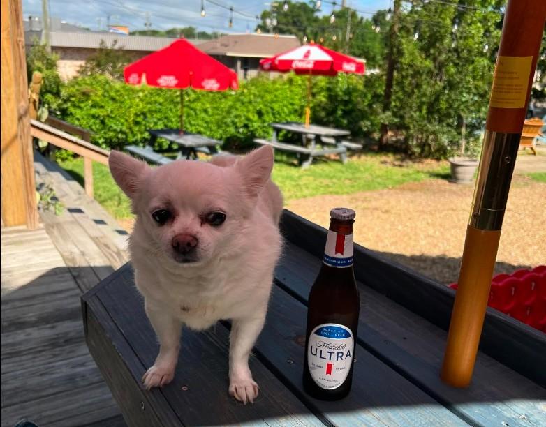 Pet Friendly Bird Dog Cafe Yappy Hour