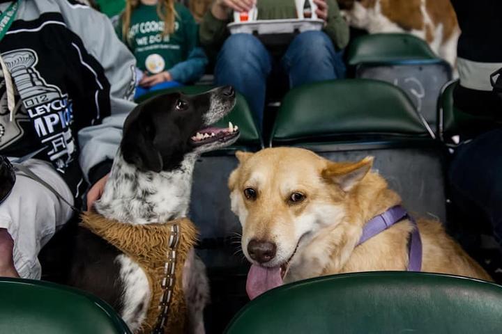 Pet Friendly Pucks 'n Paws with the Texas Stars
