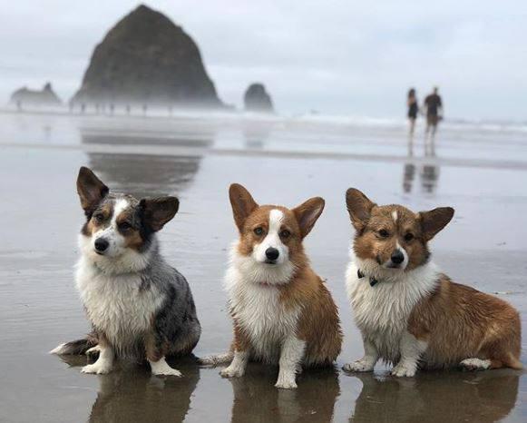 Pet Friendly Oregon Corgi Beach Day