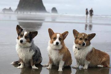 Oregon Corgi Beach Day Corgi Beach Day Oregon 2022