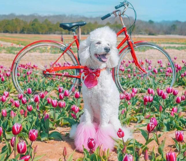 Pet Friendly Tulip Festival at Waterdrinker North Fork