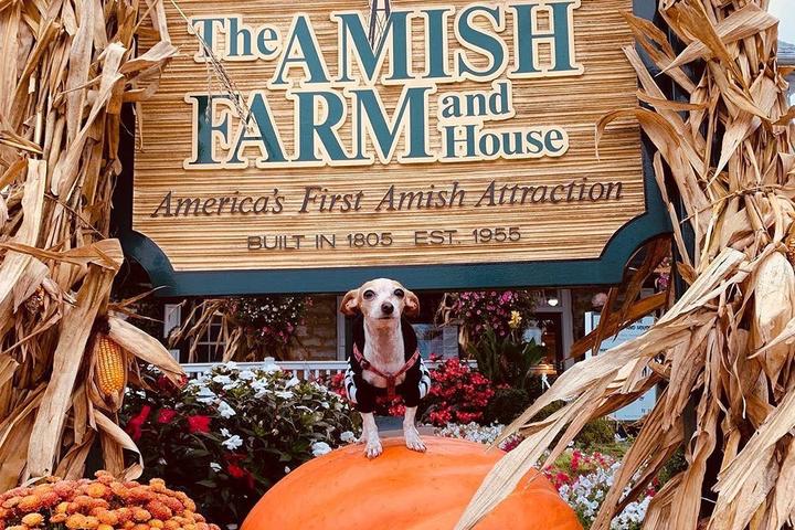 Pet Friendly Trick or Treat on the Farm