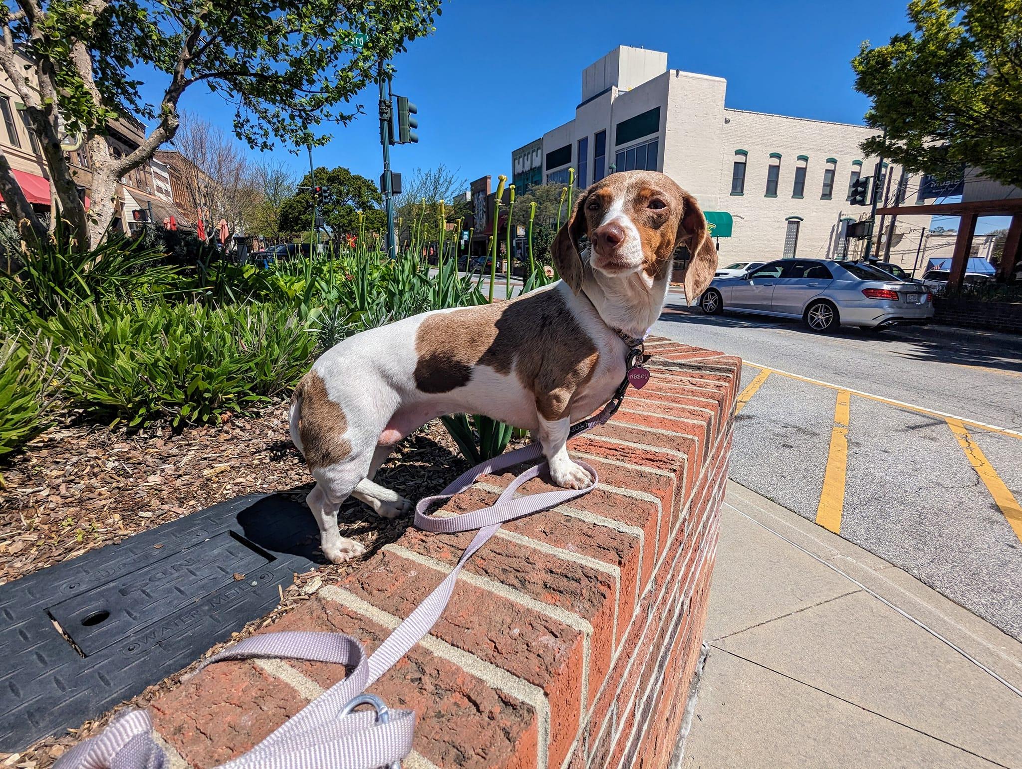 Pet Friendly Collective Community Pack Walk