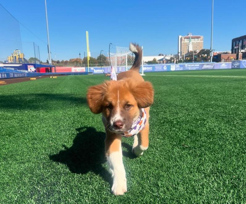 Pet Friendly High Point Rockers Baseball