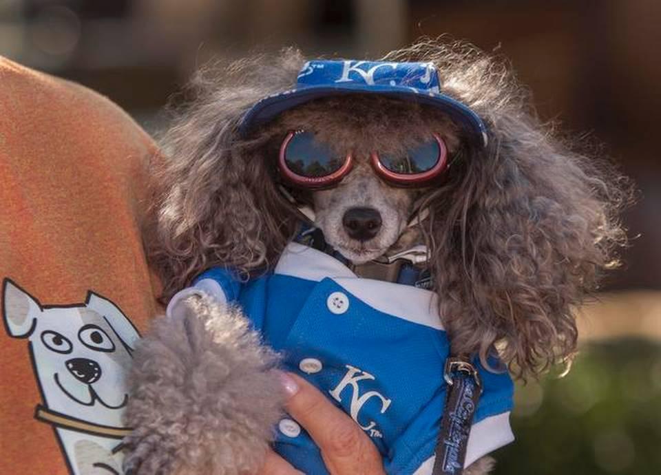 Kansas City Royals on X: 13/10 would recommend bringing doggos to Bark at  the Park.  / X