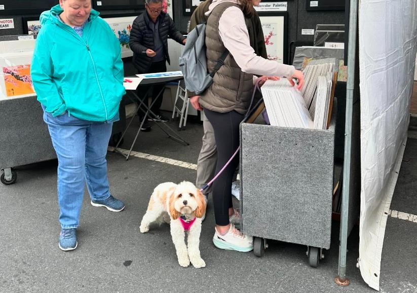 Pet Friendly Annual Downtown Asheville Memorial Day Weekend Festival of the Arts