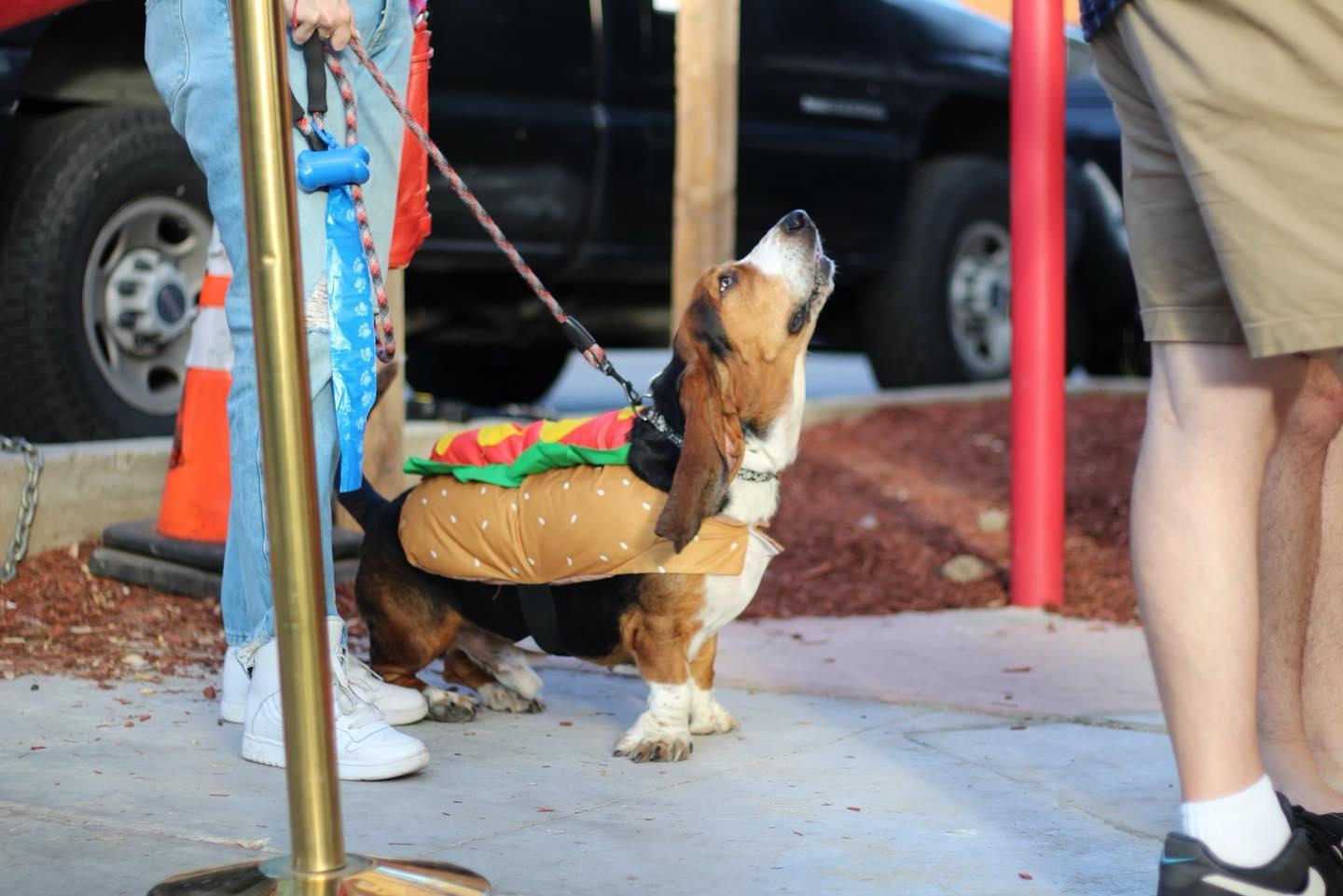 Pet Friendly National Hot Dog Day