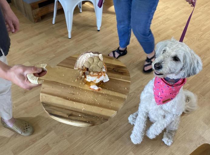 Pet Friendly Build-A-Treat Bar at Cafe Zoomies