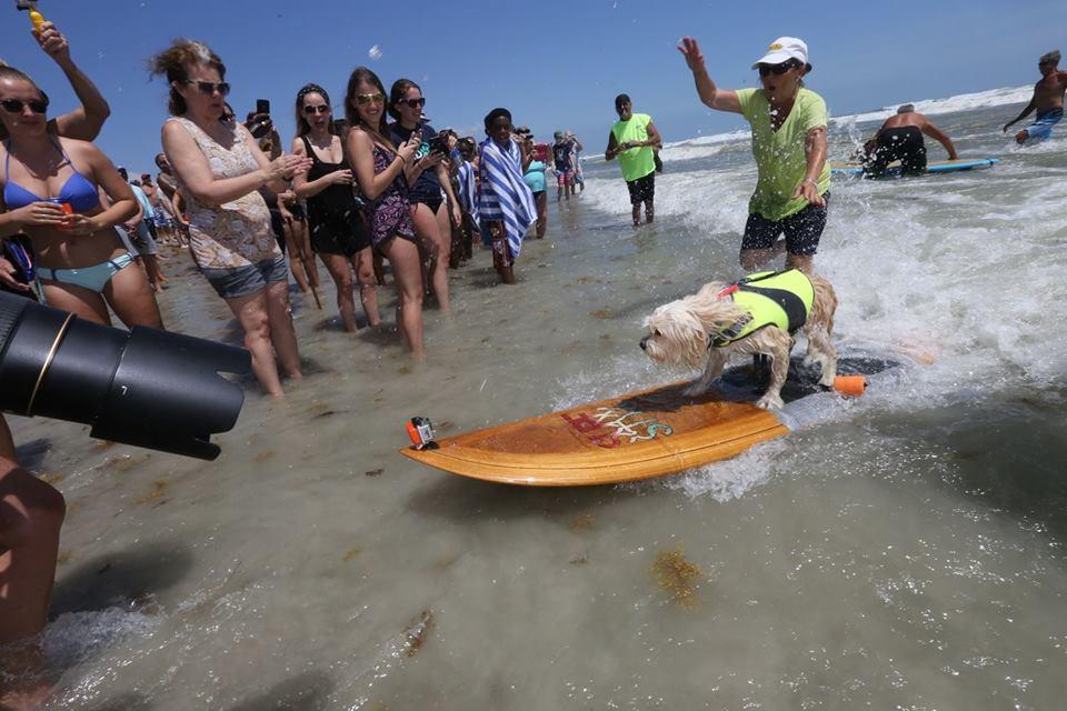 Postponed Annual East Coast Dog Surfing Championship