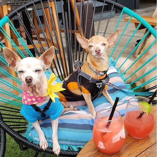 Dog Events Tx 2022