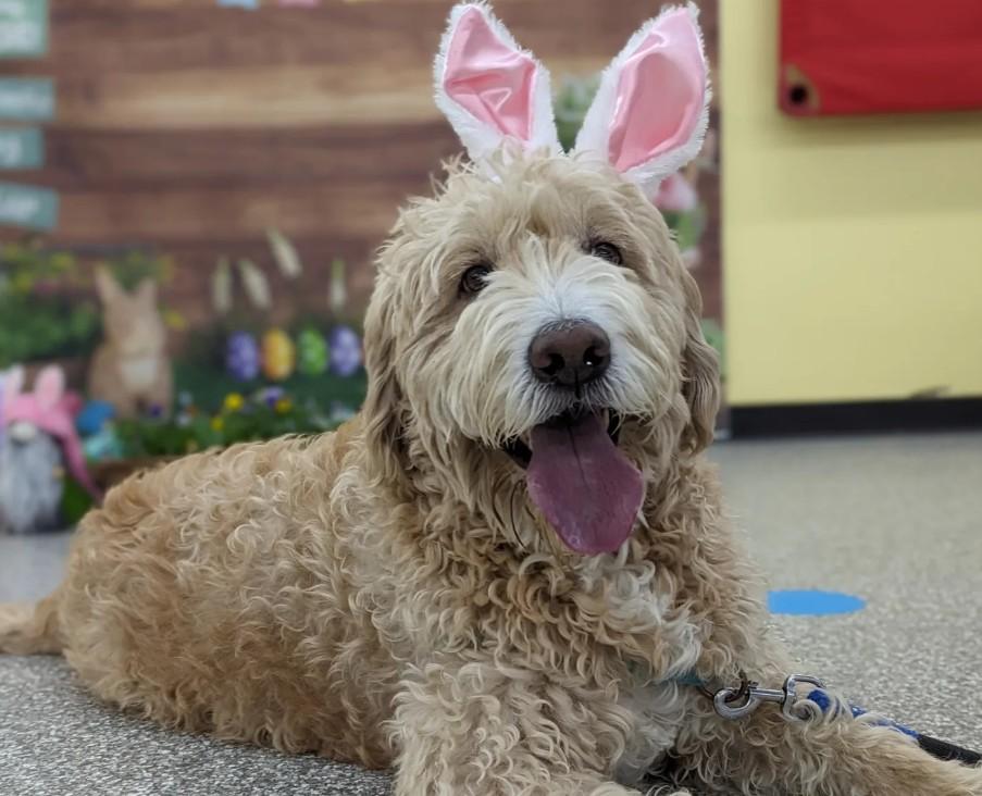 Pet Friendly Doggy Easter Egg Hunt
