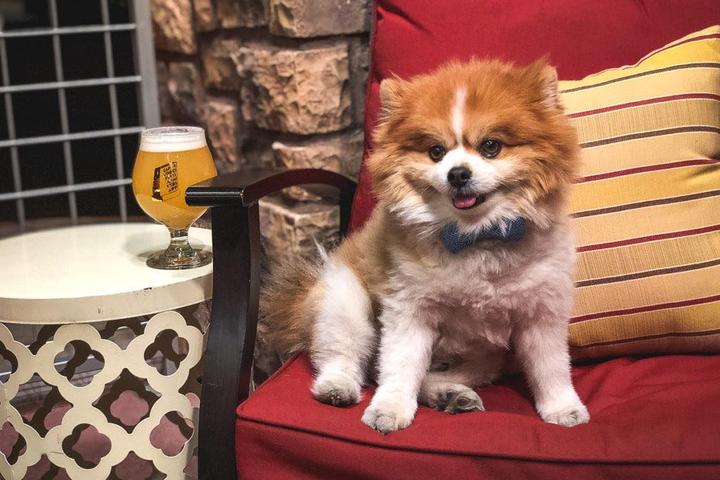 Dog Events In The United States Bringfido Pet Events For 2022 Alabama