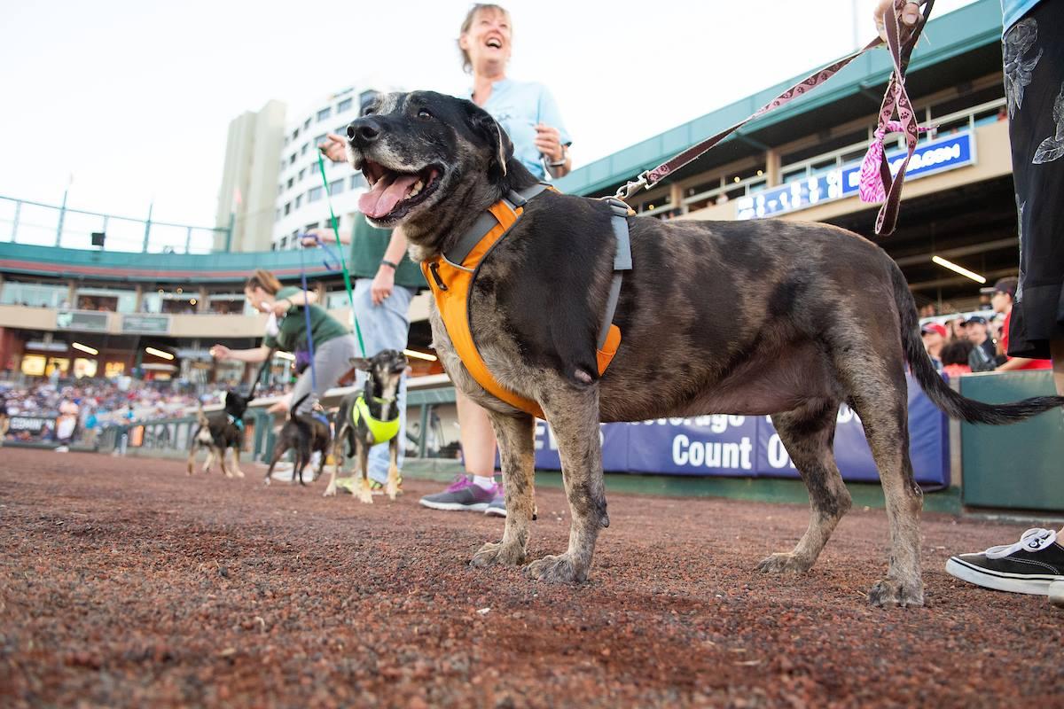 BringFido to Dog Day with the Reno Aces