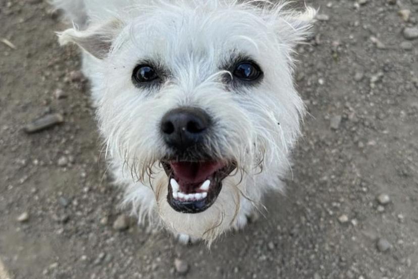 Dog Events In Denver CO BringFido dog-events-in-denver-co-bringfido