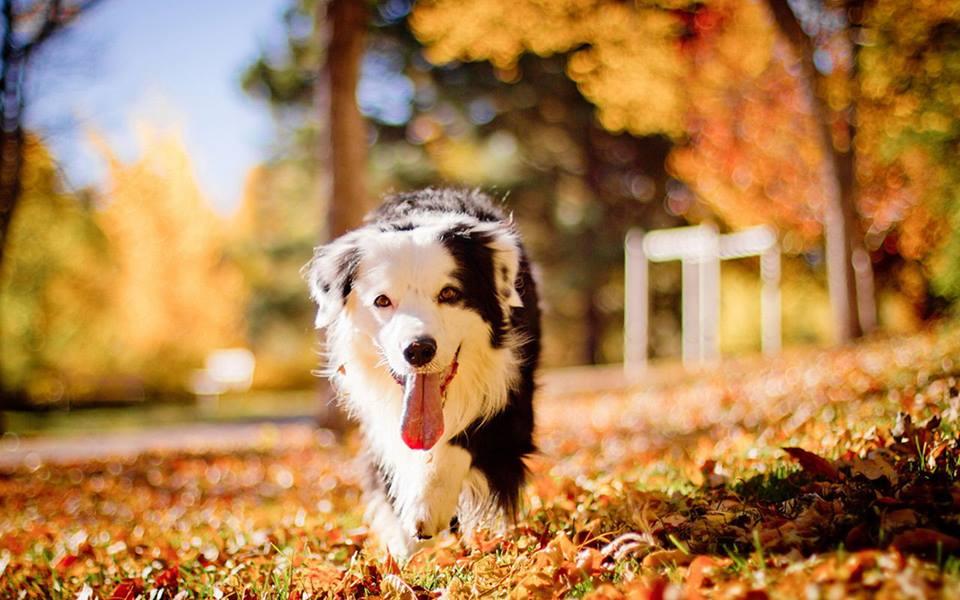 Pet Friendly Mont Sutton Fall Festival