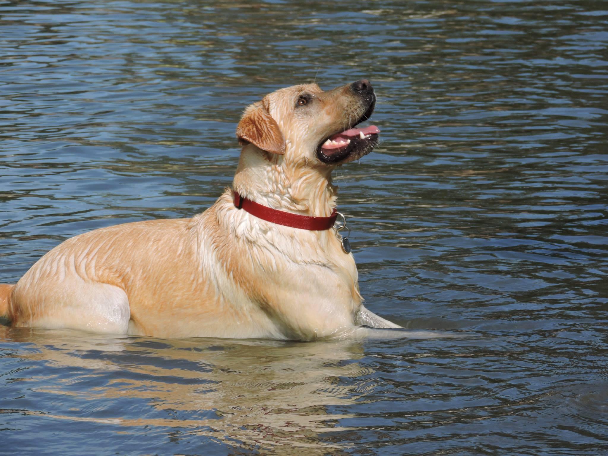 Pet Friendly Spring Lake Water Bark Dog Swim