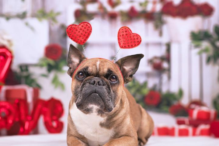 Pet Friendly Valentine's Day at Down Dog