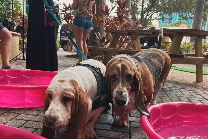 Pet Friendly All Day Yappy Hour
