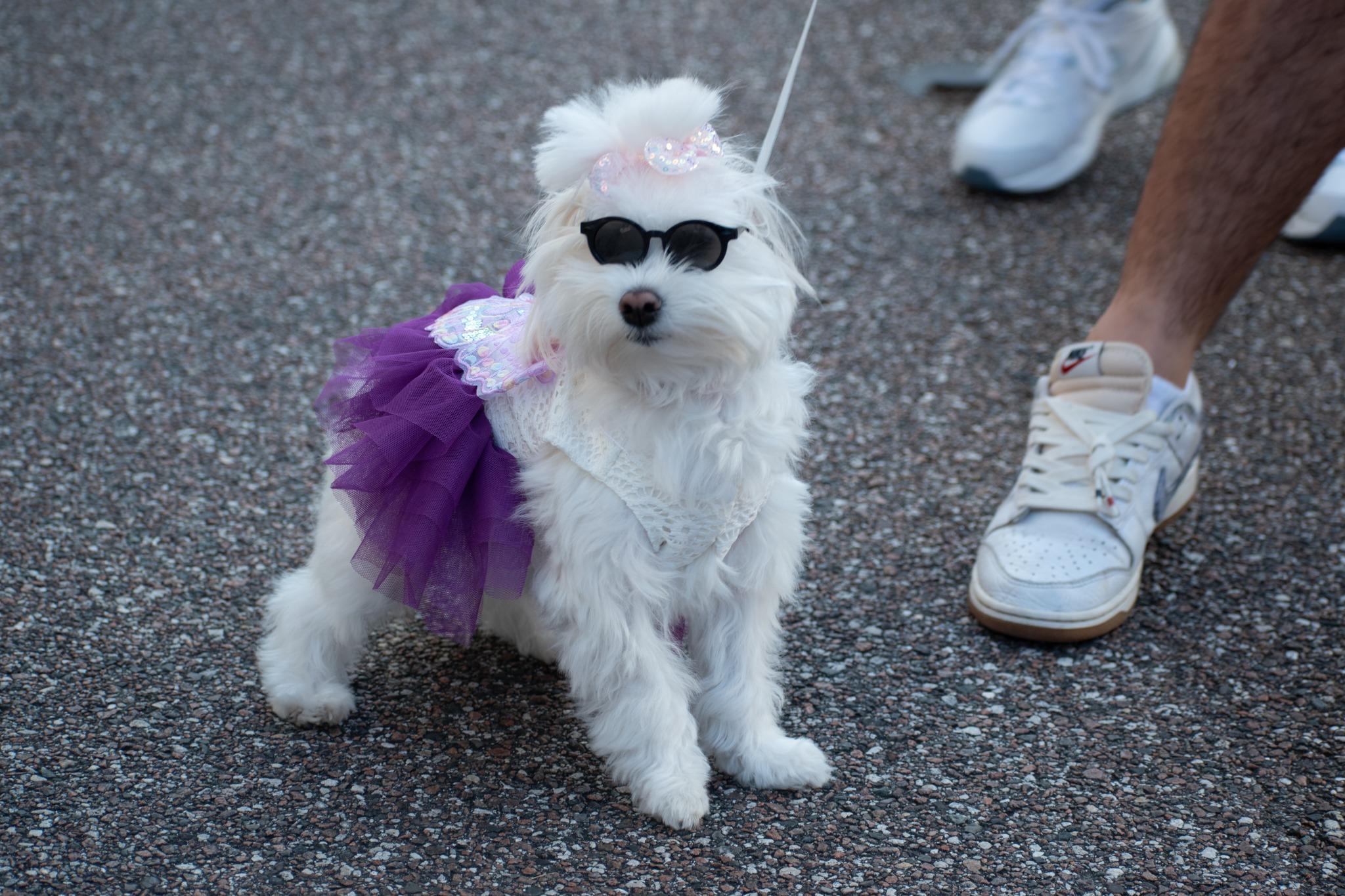 Pet Friendly Cinco de Mayo Night Market