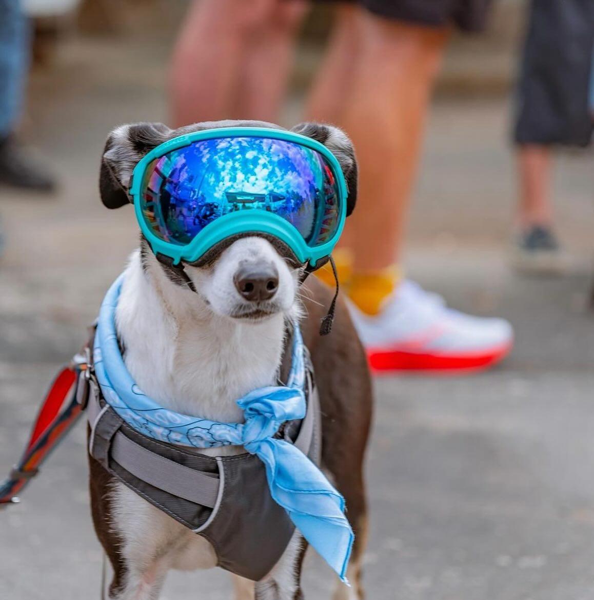 Pet Friendly 5k Beer Run x Mighty Mo Brewing Co.