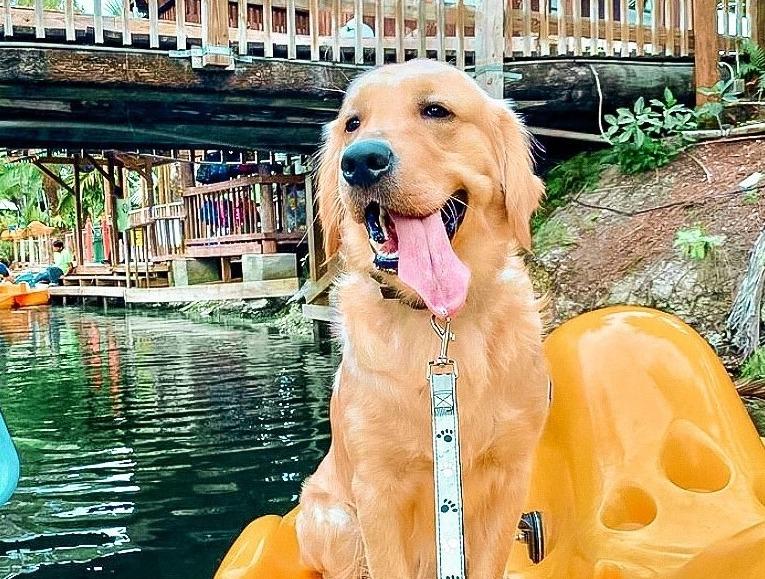 Pet Friendly Furry Friends at the Farm