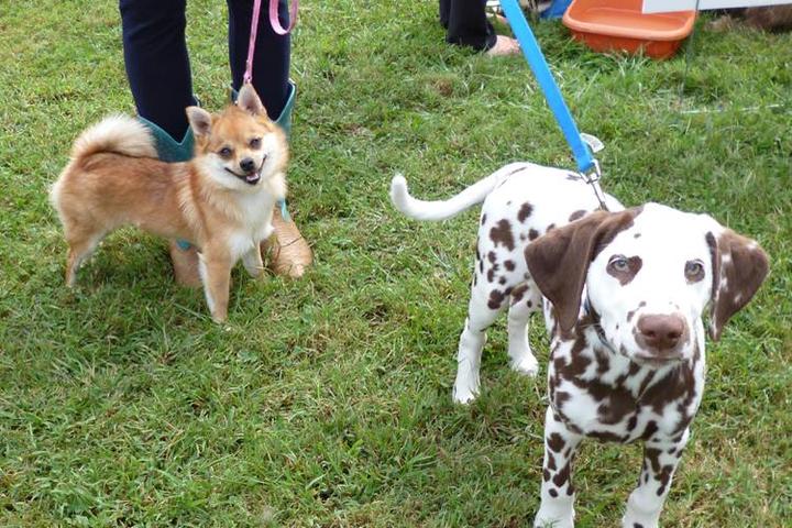 Pet Friendly Derby Dog Festival
