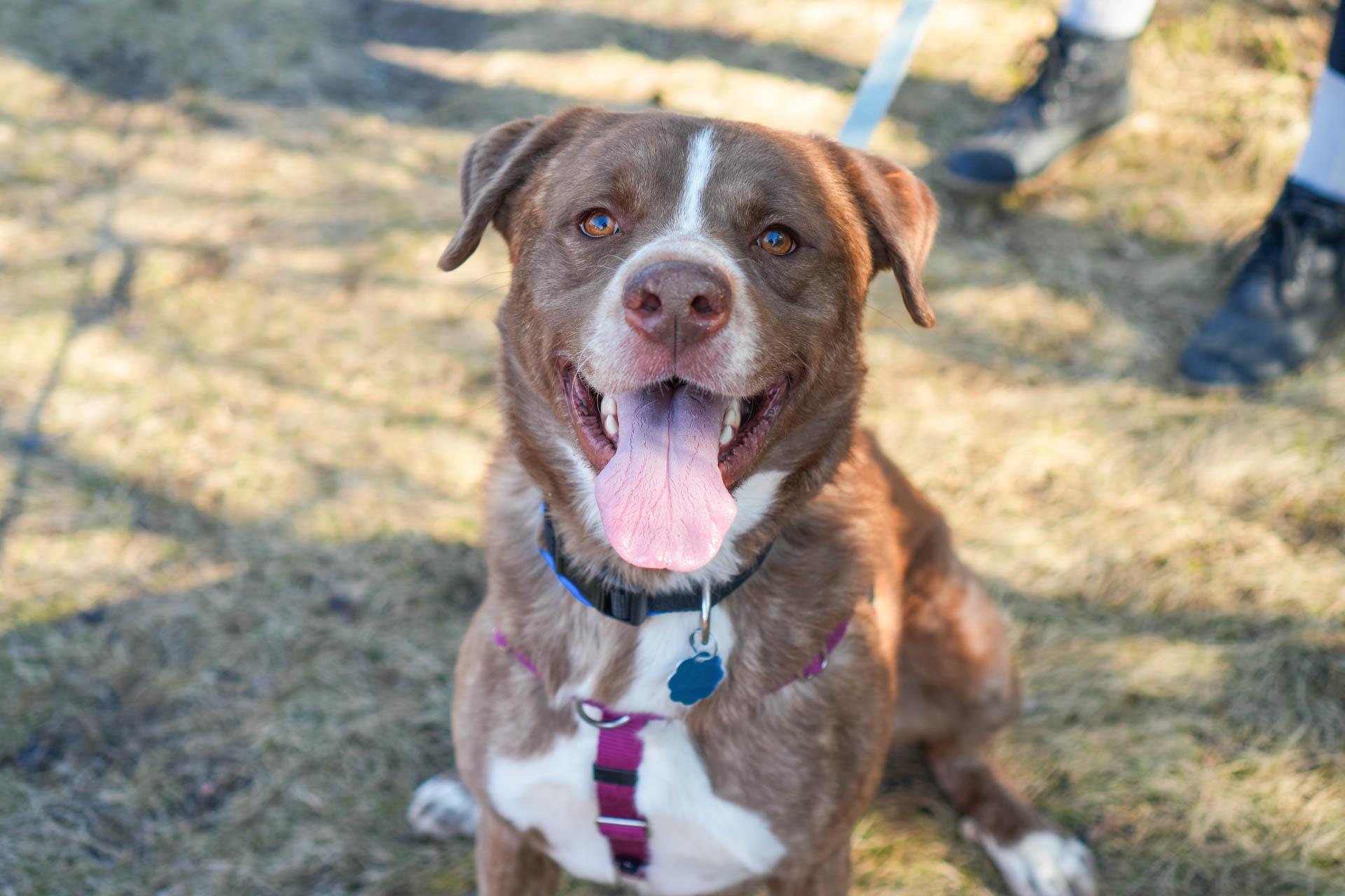 Pet Friendly Walk for Animals