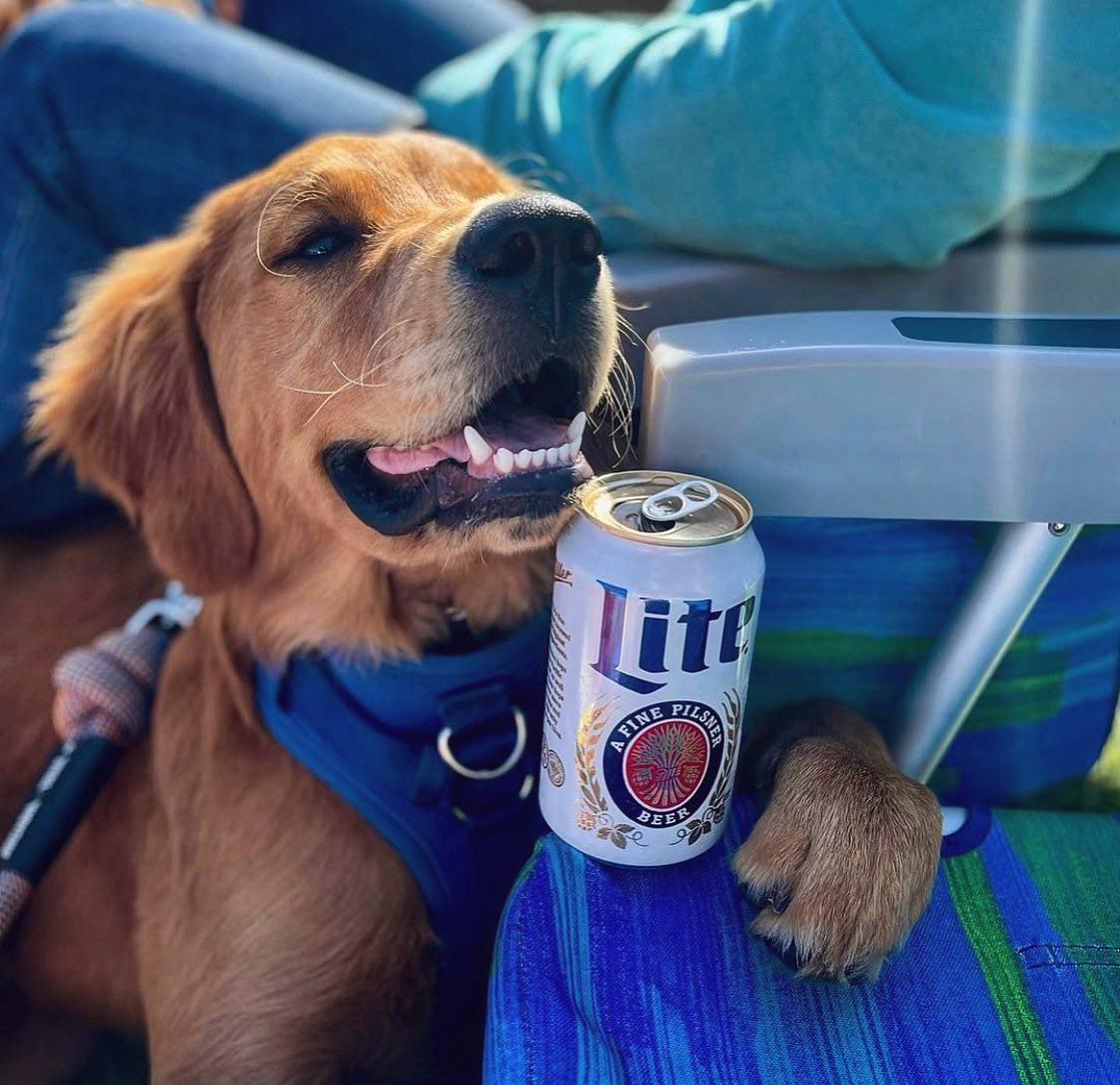 Pet Friendly Portsmouth Food Truck & Craft Beer Festival