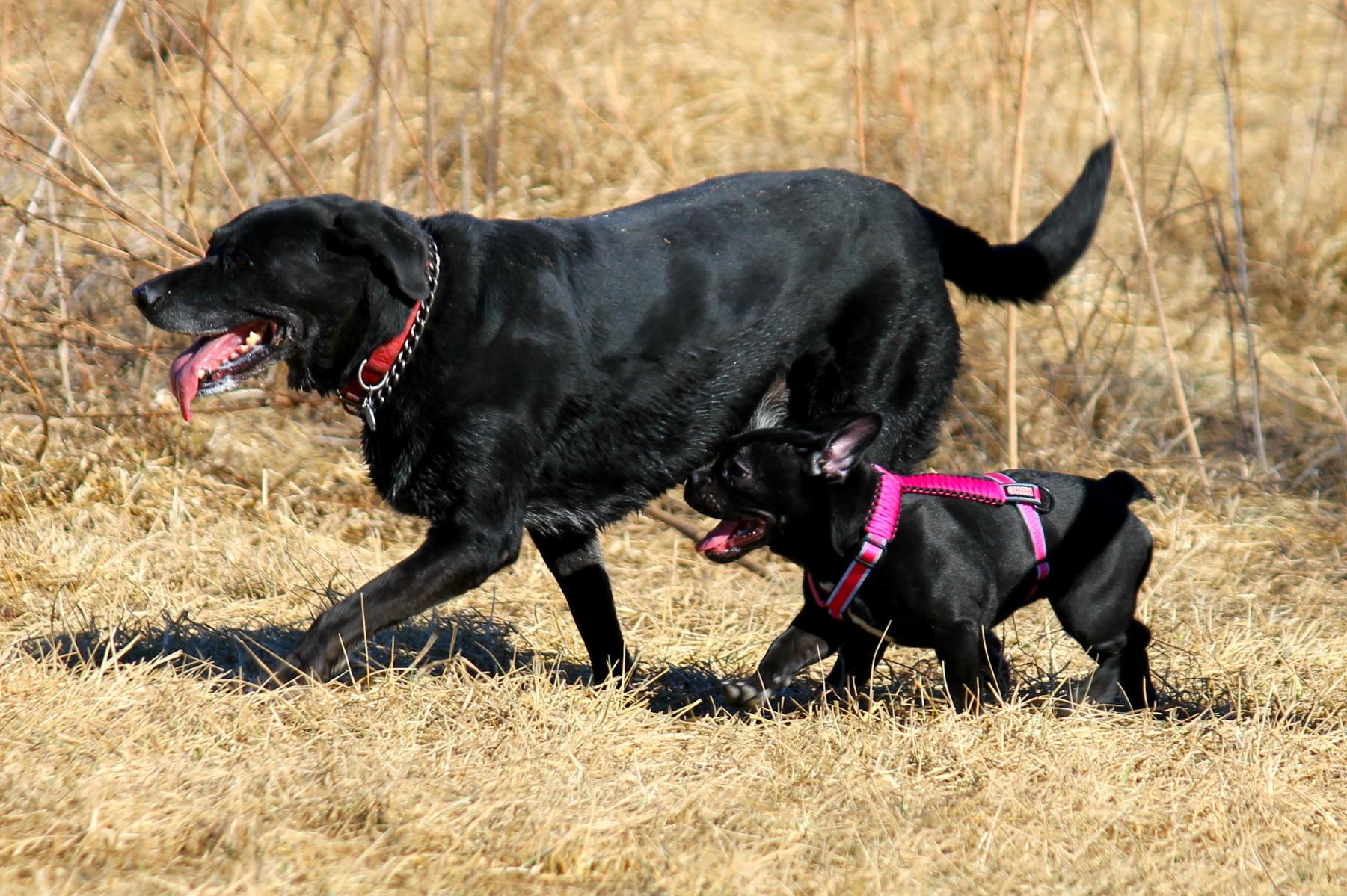 Pet Friendly Dog's Day Out at Meadowbrook Park