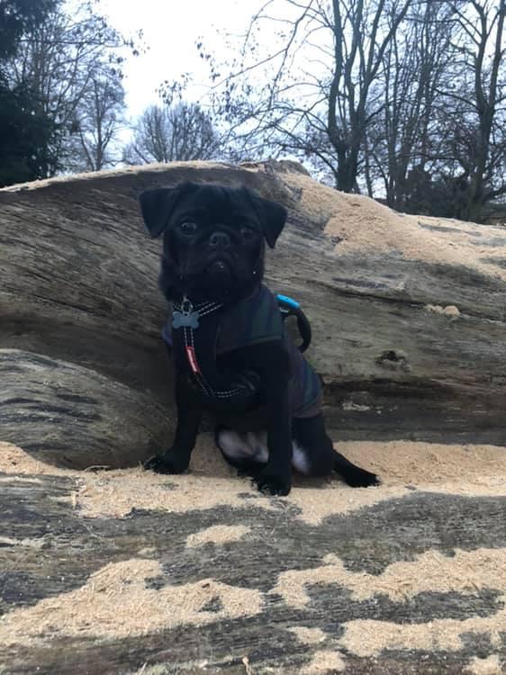 BringFido to Mountain Pugging Marshall Mesa Trail