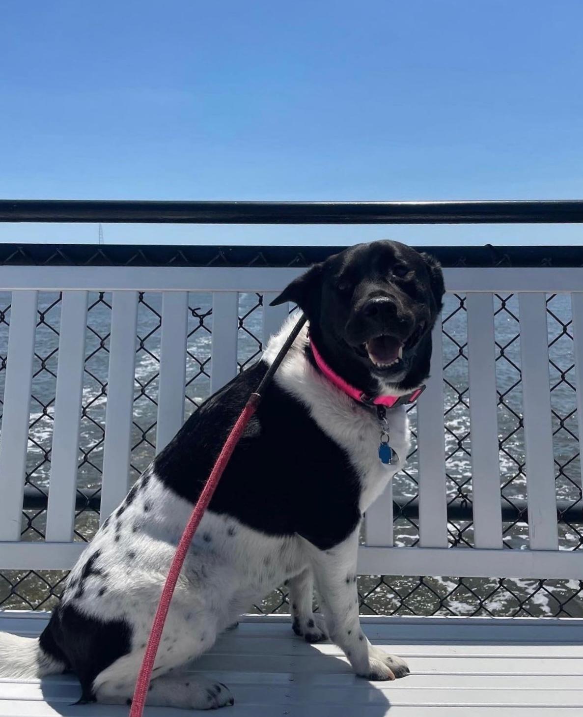 Pet Friendly Yappy Hour Cruise