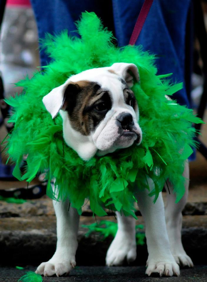 Freedom First St. Patrick's Day Parade and Shamrock Festival 2023