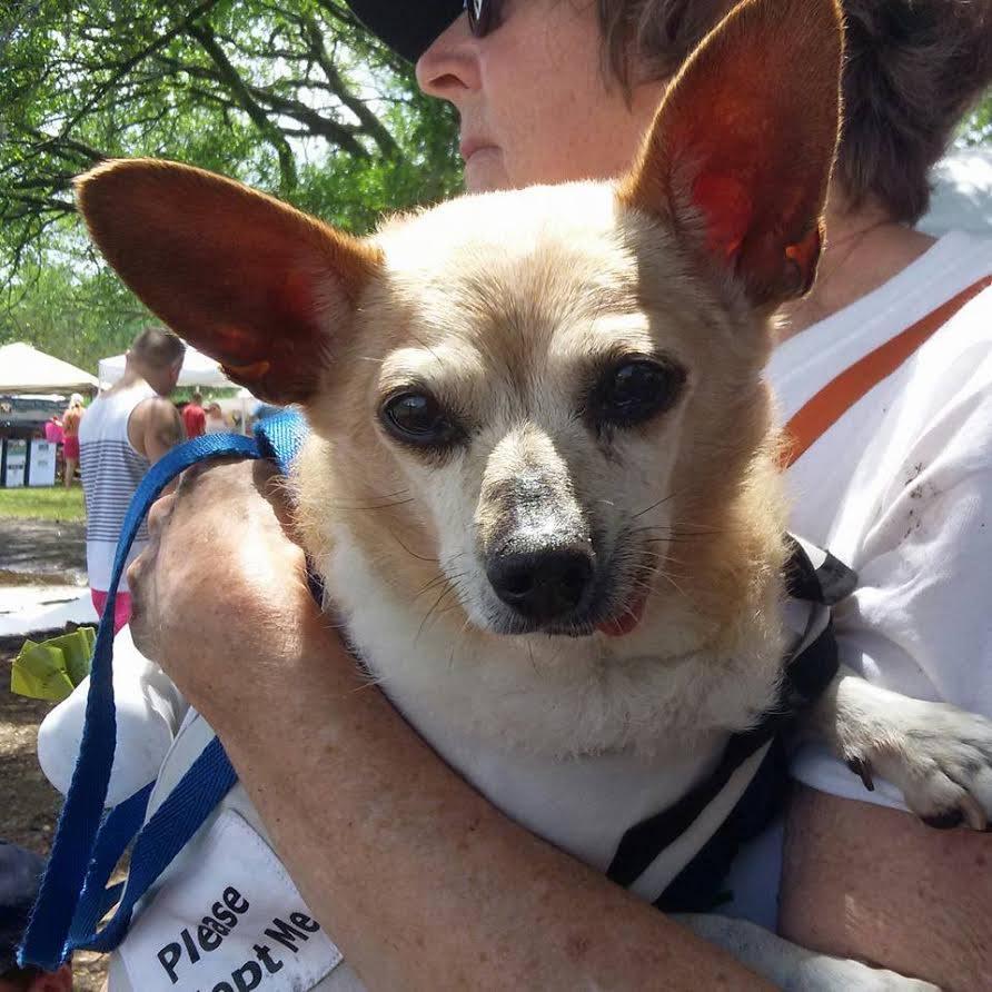 5th Annual Pawz In Park