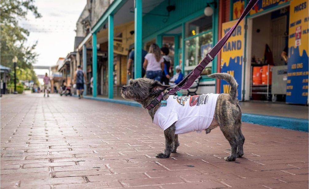 Pet Friendly Old Town's Waggin' Weekend