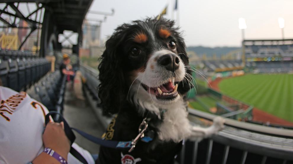 POSTPONED Pup Night with the Pittsburgh Pirates