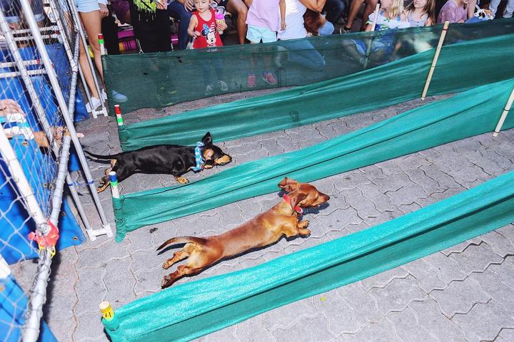 Pet Friendly Wiener Dog Races
