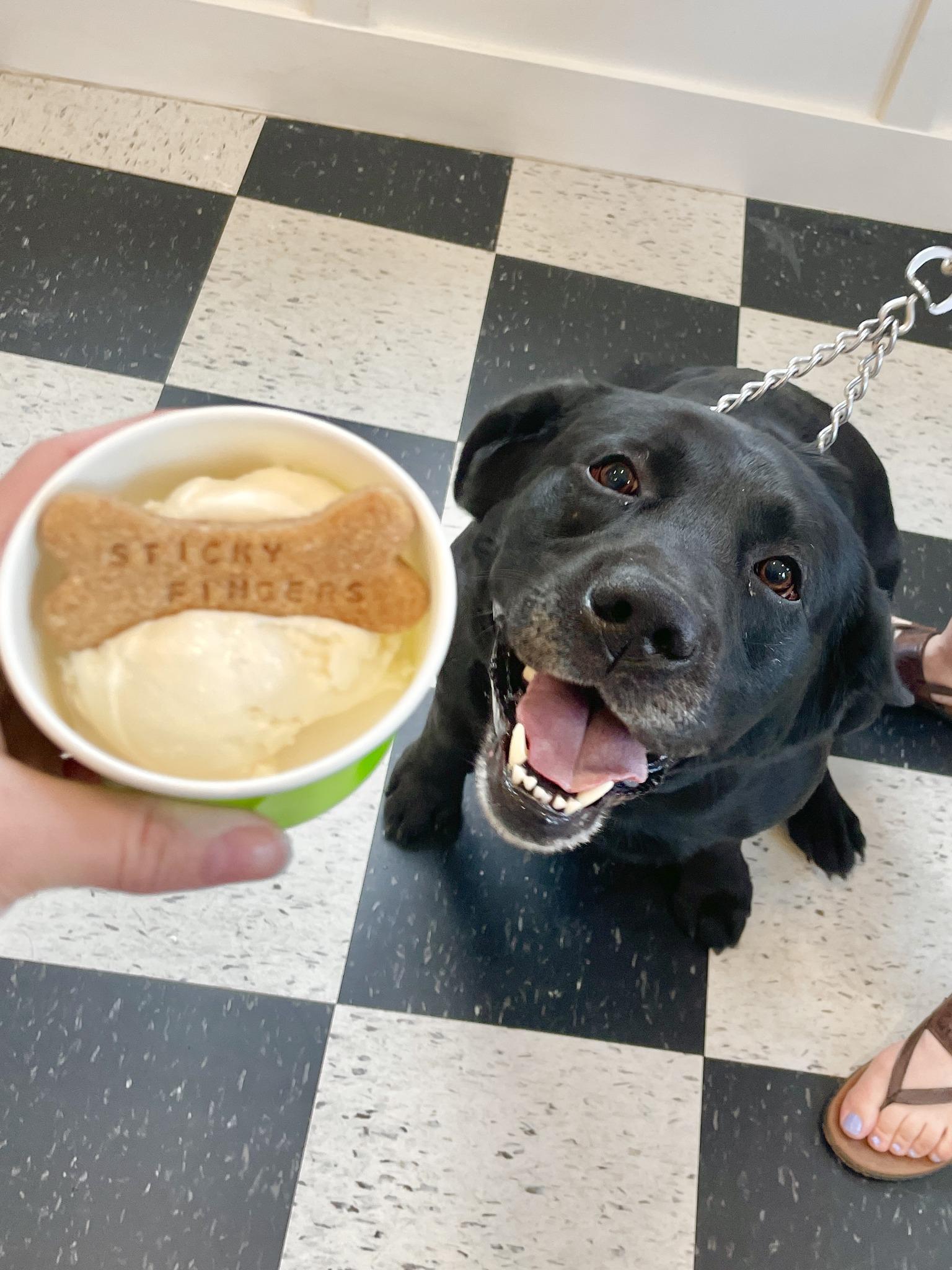 Pet Friendly Puppy Ice Cream Social
