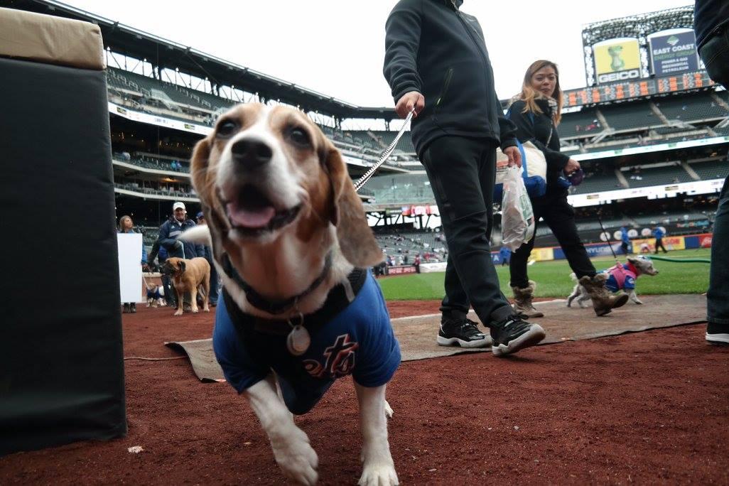 Bark in the Park with the Mets at Citi Field