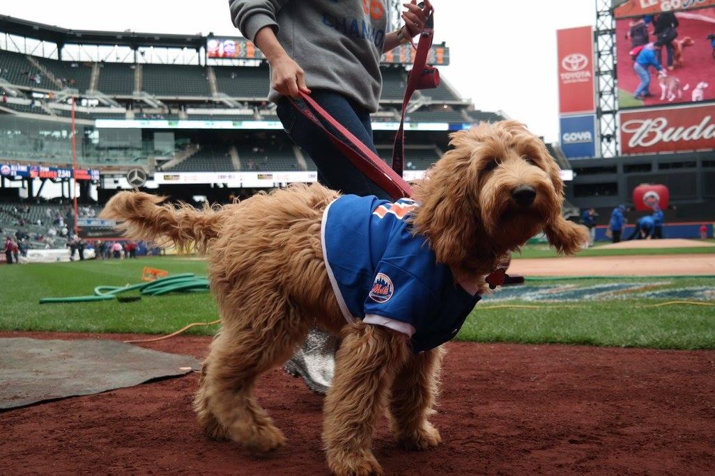 Dogs dressed as New York Mets players walk the warning track for Bark in  the Park Day before a game against the Atlanta Braves at Citi Field in New  York City on