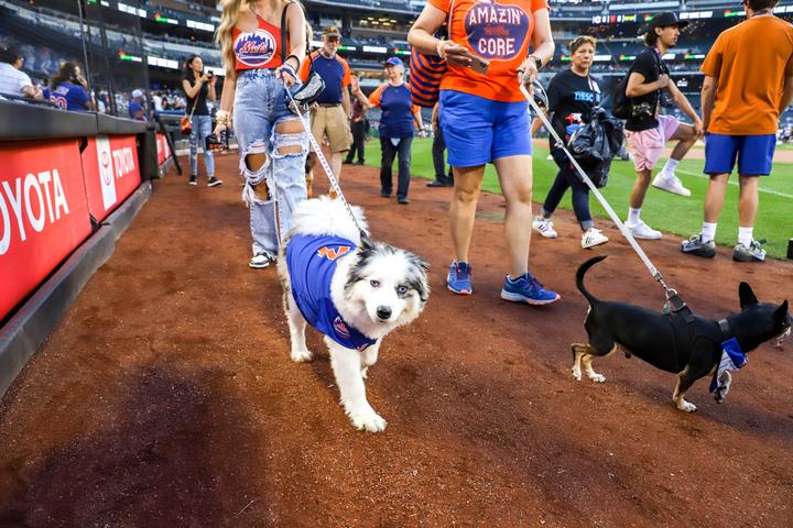 Pet Friendly Bark at the Park with the New York Mets