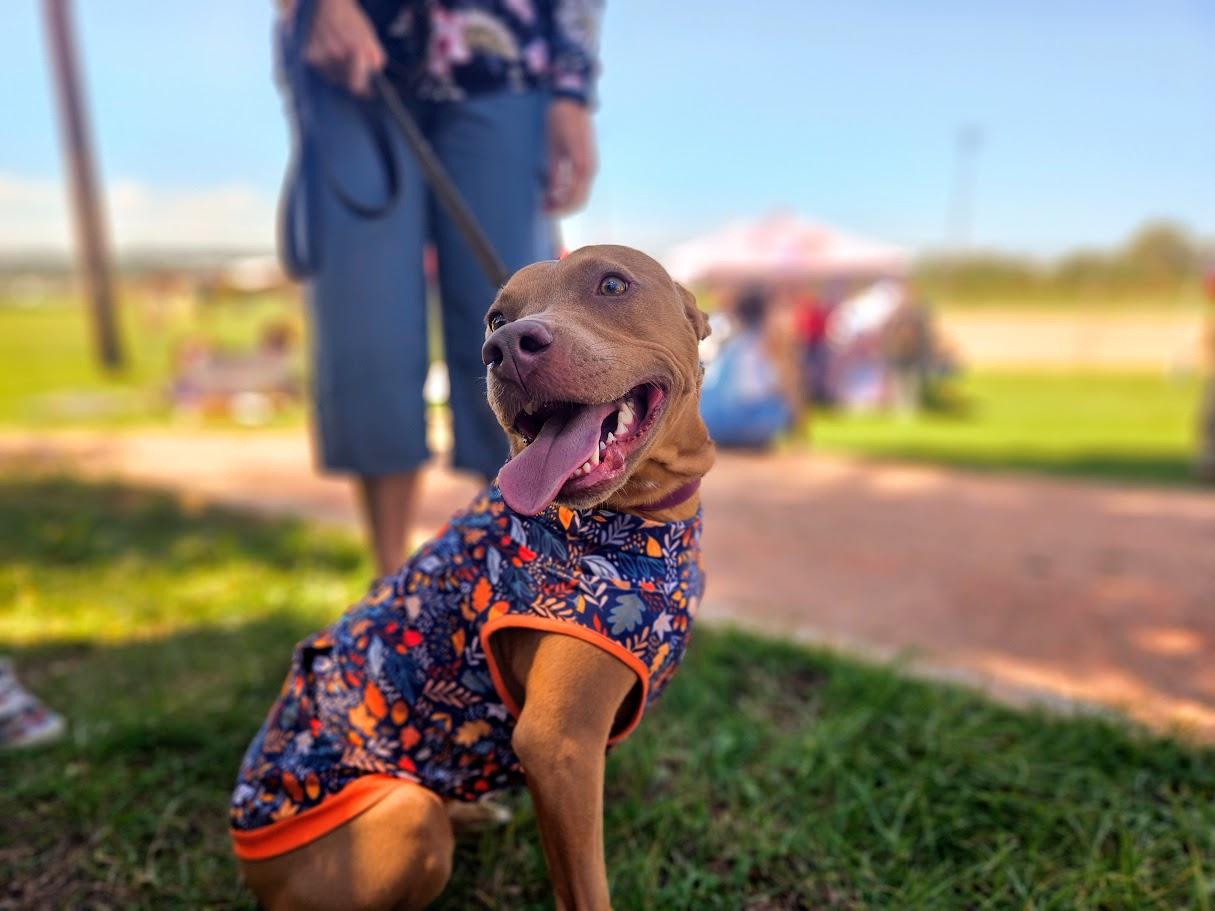 Pet Friendly Annual ElizaPalooza Festival & Dog Parade