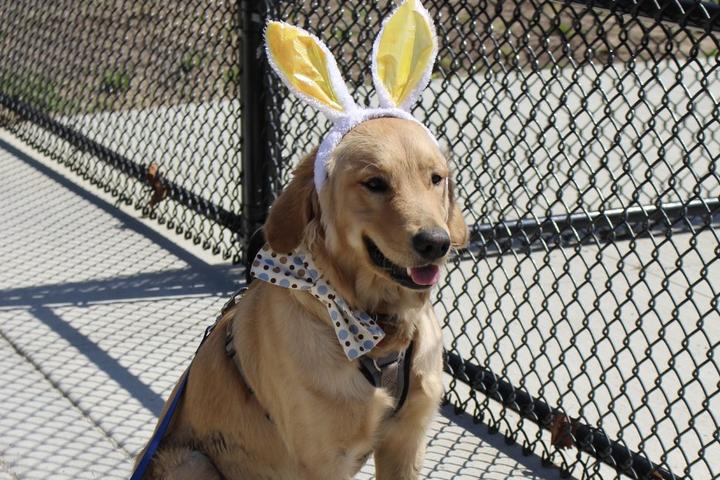 Pet Friendly Mad Paws Doggie Egg Hunt